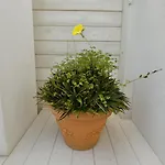 Apartamento In Specchia