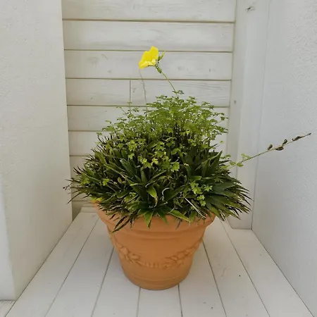 Apartament In Specchia