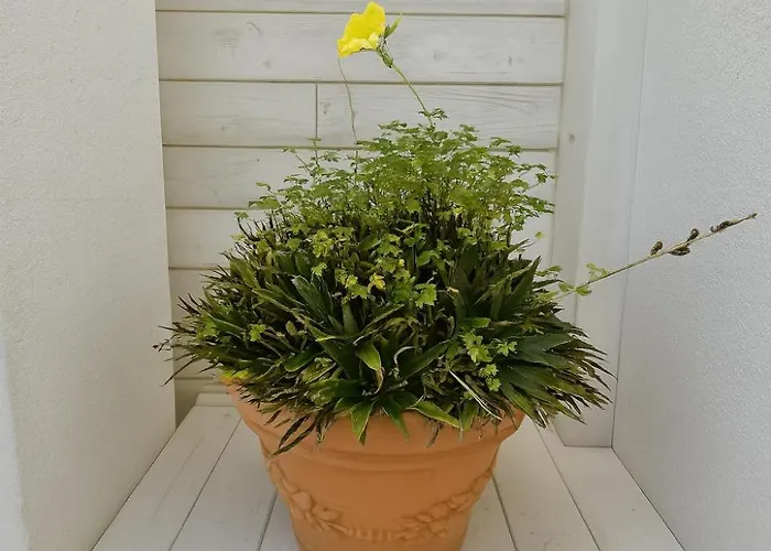 شقة In سبيكيا